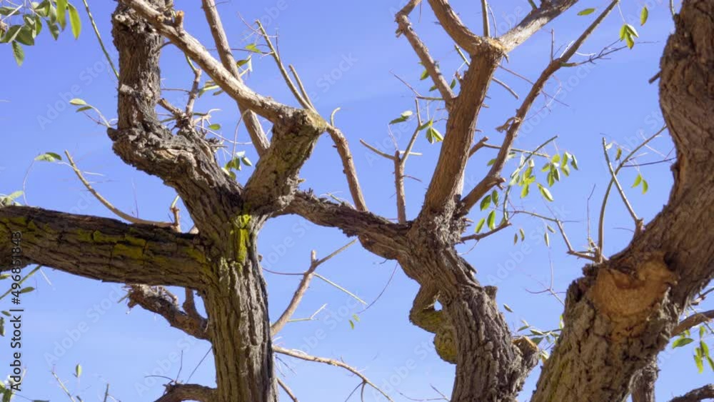 Crooked branches with rare green leafs, close up. Camera rotates around a tree at low angle. Clear blue sky in the background Crooked branches with rare green leafs, close up. Camera rotates around a tree at low angle. Clear blue sky in the background