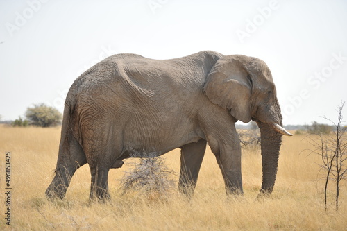 Large African elephant in Namibia
