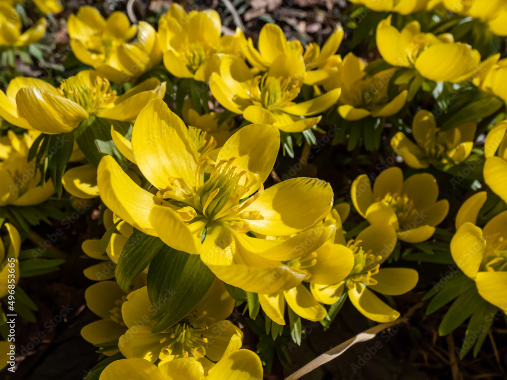 Fototapeta premium Macro shot of open blooms of very early yellow spring flowers - cultivar of Winter aconite (Eranthis tubergenii) 'Guinea Gold' in sunlight