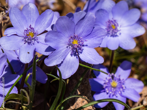 Close-up of group of beautiful, purple first spring bloomers - wildflowers Large blue hepatica (Hepatica transsilvanica) in bright sunlight in early spring. Beautiful floral scenery