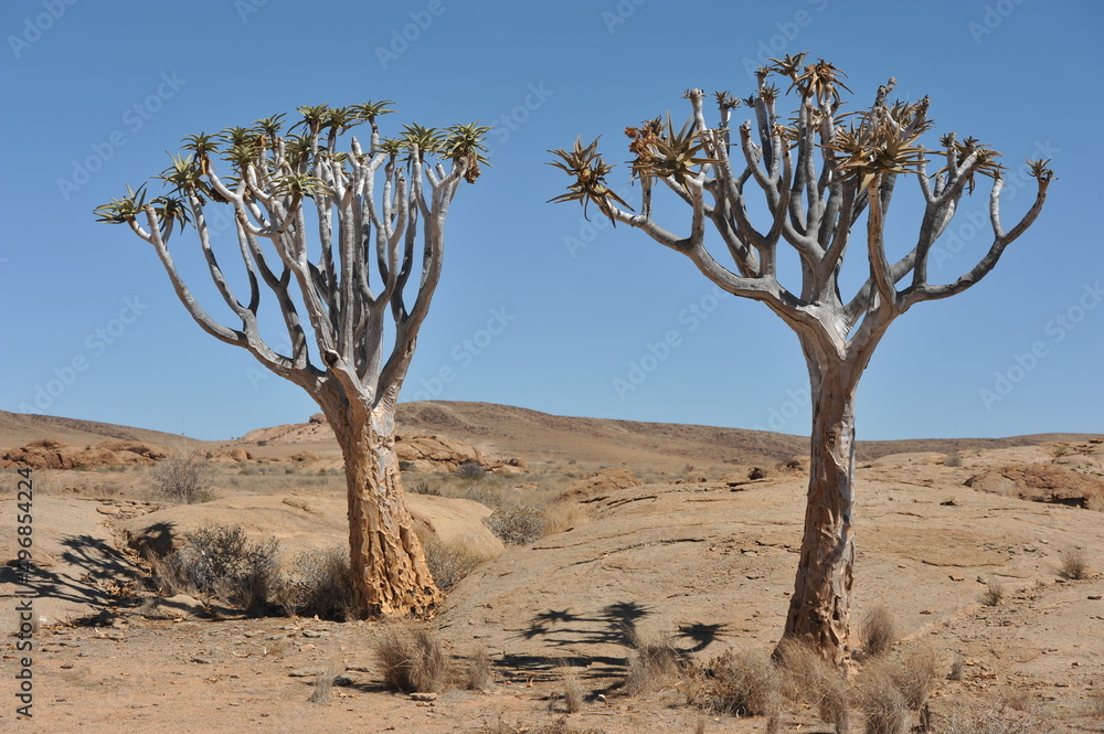 Quiver trees in Namib desert