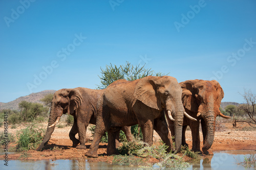 Elephants in Namibia drinking water