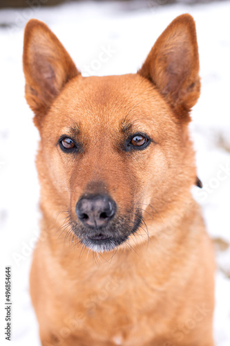 A big red dog sits and looks away