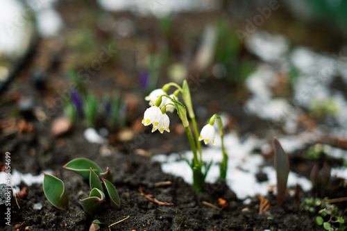 The first white small flowers with yellow dots and green leaves © Julia Jones