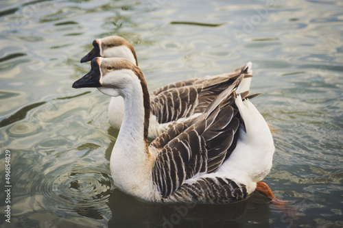 country goose swimming in water