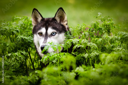 siberian dog