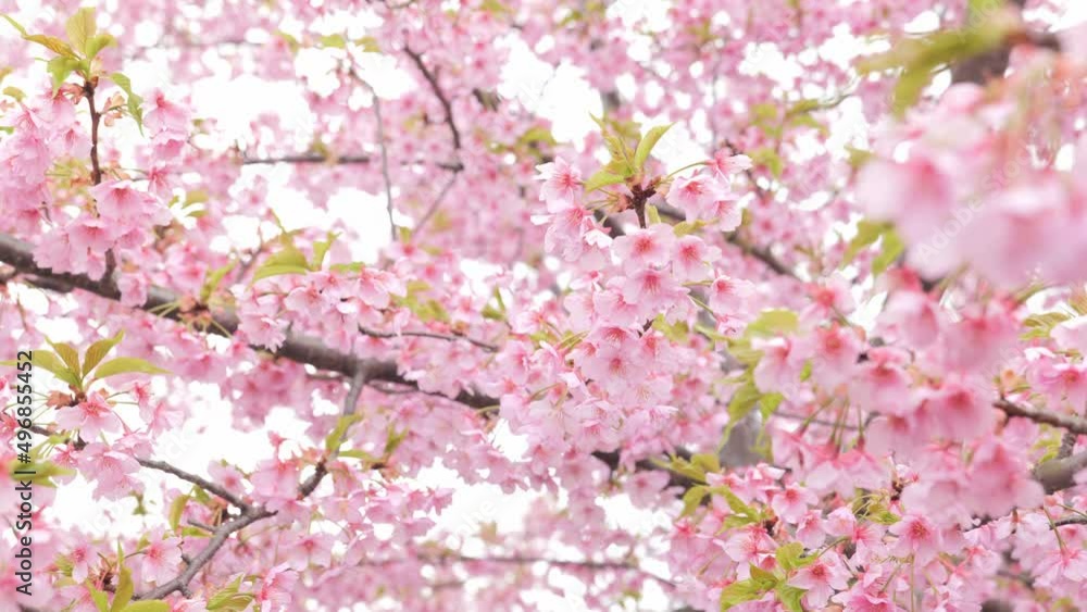 Pink Kawazu cherry blossoms swaying in the wind in spring Pink Kawazu cherry blossoms swaying in the wind in spring