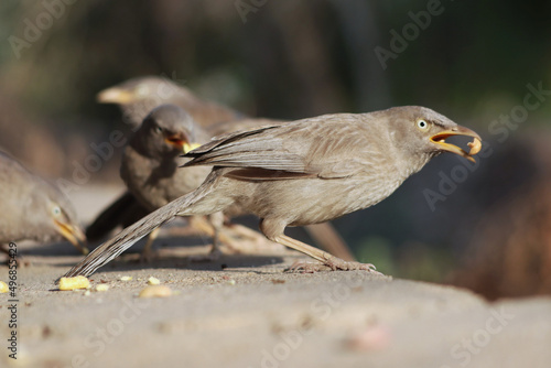 Closeup of a gray jungle babblers outdoors photo