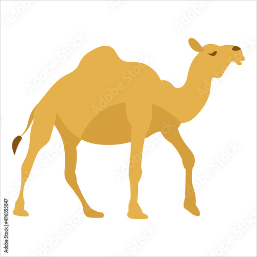 Drawn camel. White background  isolate. Vector illustration.