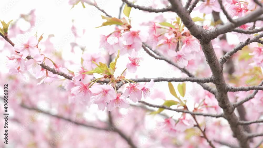 Pink Kawazu cherry blossoms swaying in the wind in spring Pink Kawazu cherry blossoms swaying in the wind in spring