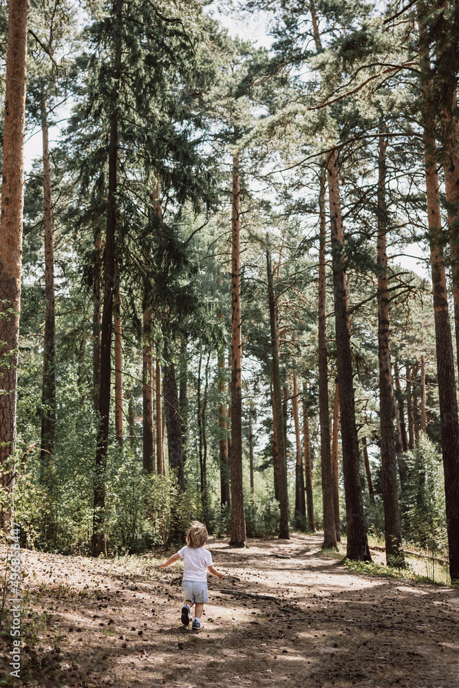 Happy cute toddler boy walking along path in summer park. Tiny kid in vast pine forest. Rear view of child outing on path in green woods.