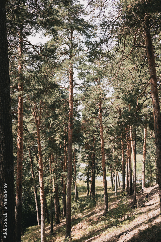Naklejka premium Green pine forest in summer. Natural background. Beautiful landscape.