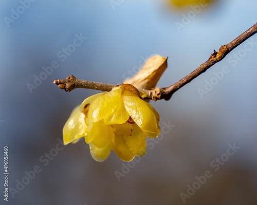 Selective focus shot of a yellow wintersweet flower on a branch photo