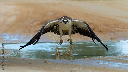 Martial Eagle (Polemaetus bellicosus) Kgalagadi Transfrontier Park, South Africa