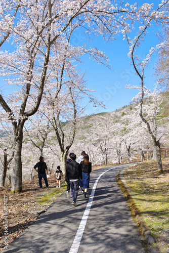 土師ダム周辺の桜並木（広島県安芸高田市 2022年4月）