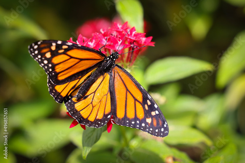 Closeup shot of an orange monarch butterfly on a pink flower photo