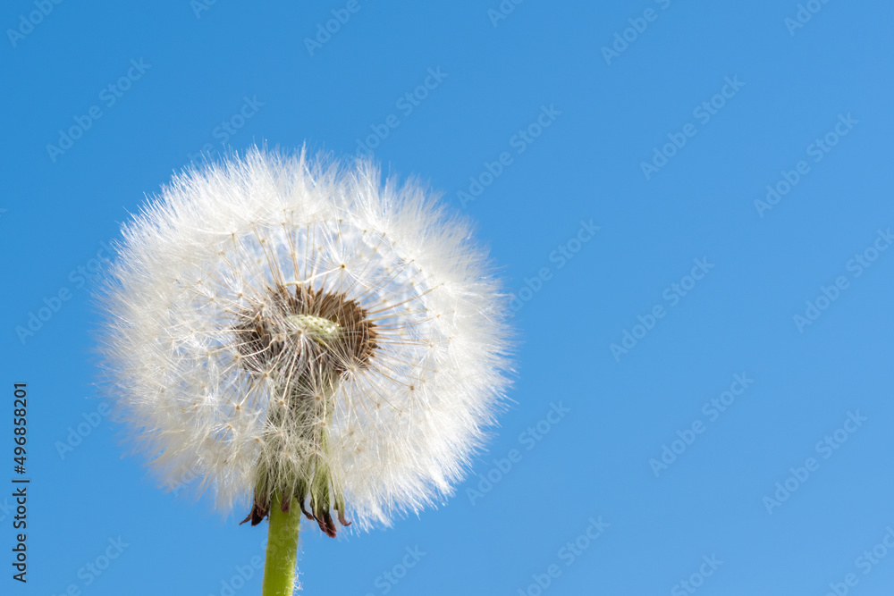 White fluffy round dandelion without some seeds against the blue sky. Round head of a summer plant with seeds White fluffy round dandelion without some seeds against the blue sky. Round head of a summer plant with seeds