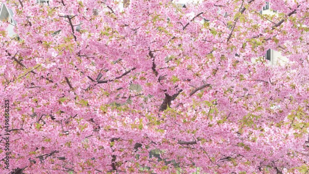 Kawazu cherry blossoms in full bloom in spring Kawazu cherry blossoms in full bloom in spring