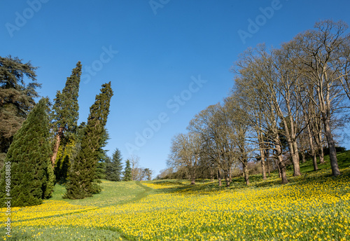 A Sea Of Daffodils In Full Bloom In 'Daffodil Valley' At Waddesd photo