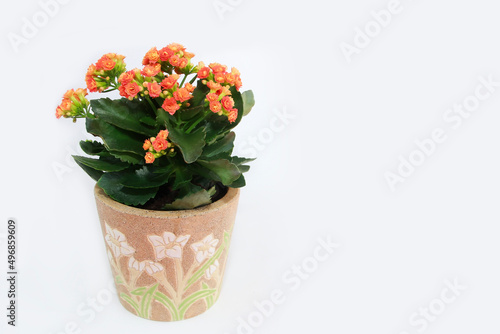 orange kalanchoe flowers with green leaves on a white background