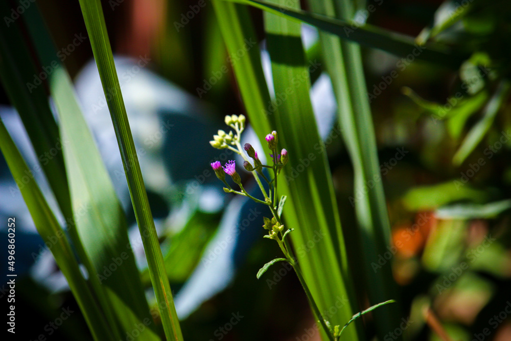 Fototapeta premium Flowers grass plant nature background 