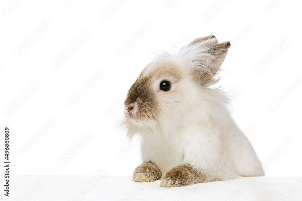 Portrait of charming, furry cute rabbit posing isolated on white studio background. Concept of domestic animal life, pets, friend, happy easter
