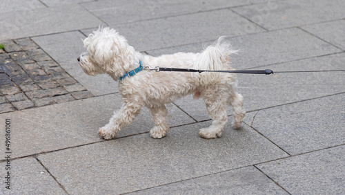 Fototapeta Naklejka Na Ścianę i Meble -  Maltese Poodle Pet Dog