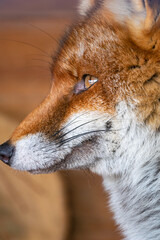 Wandcirkels Bruin Rode vos close-up in natuur  © Vadimtiesunov/Wirestock Creators