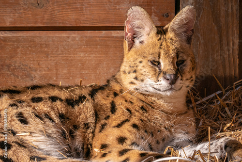 Photography Closeup shot of serval cats in the zoo