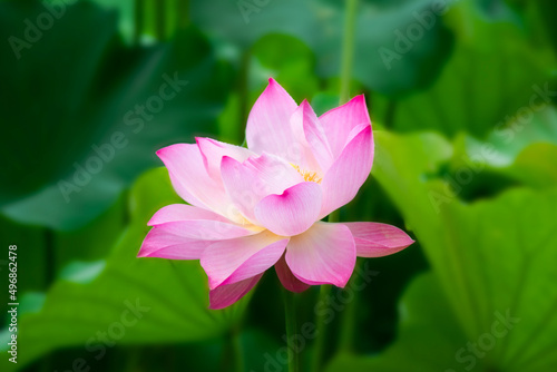 Closeup of a pink Lotus (Nelumbo nucifera) flower photo