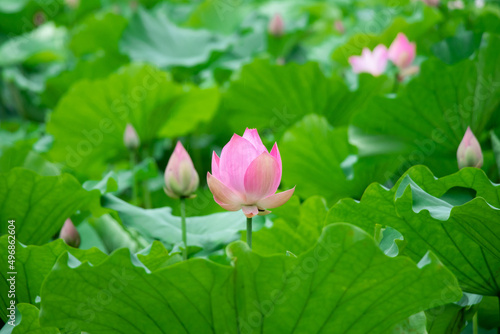 Blooming pink Lotus (Nelumbo nucifera) flowers with huge green leaves photo