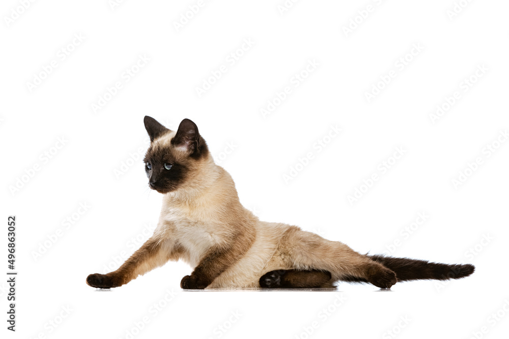 Full-length portrait of charming Thai cat with blue eyes posing isolated on white studio background. Concept of domestic animal life, pets, action