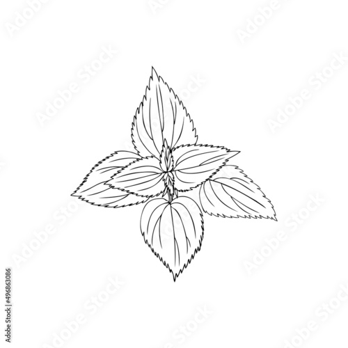 Nettle wild field flower isolated on white background botanical hand drawn sketch vector doodle line art illustration Urtica dioica for design package tea, cosmetic, natural medicine, greeting cards