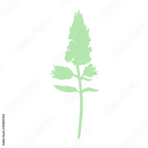 Mint branch, flower shape isolated on white, Hand drawn vector spicy herb, Doodle cooking ingredient peppermint silhouette bunch for design natural cosmetic, organic medicine, herbal tea package