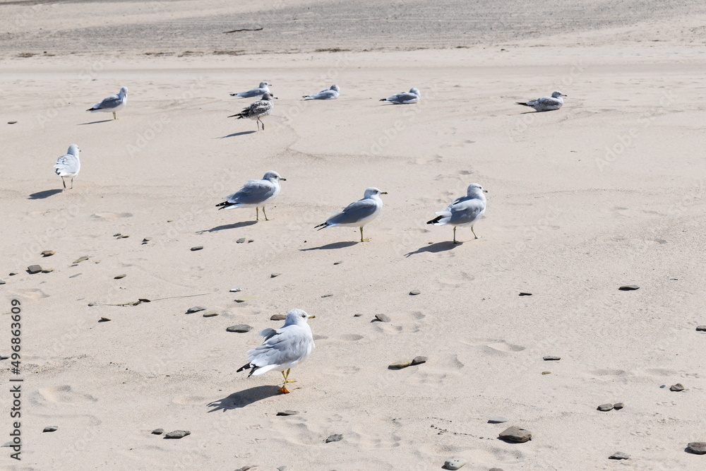 Fototapeta premium Seagulls on beach