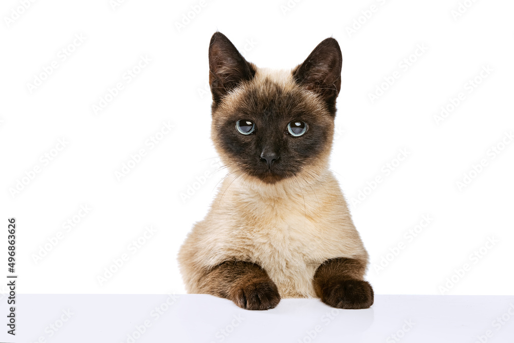 Close-up portrait of cute Thai cat with blue eyes looking at camera isolated on white studio background. Concept of domestic animal life, pets, action