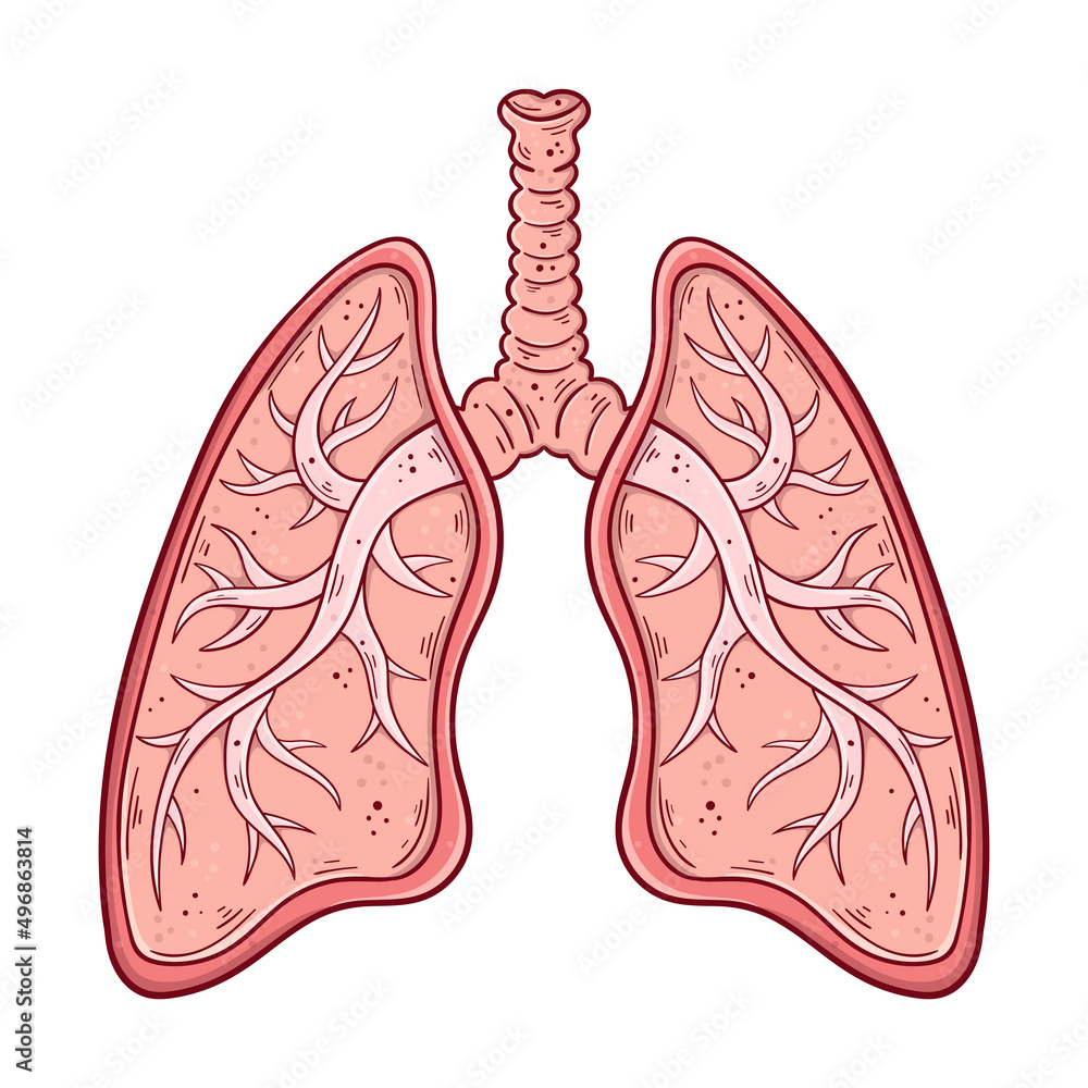Human lungs with trachea and bronchi hand drawn cartoon simple vector illustration. Human lungs with trachea and bronchi hand drawn cartoon simple vector illustration.