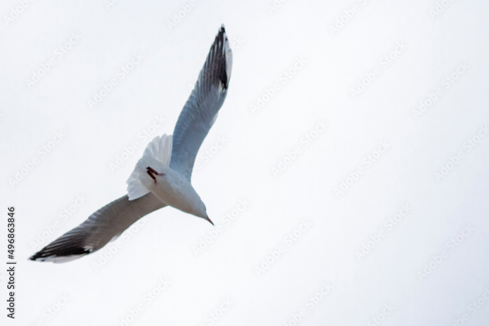 Obraz premium seagull in flight