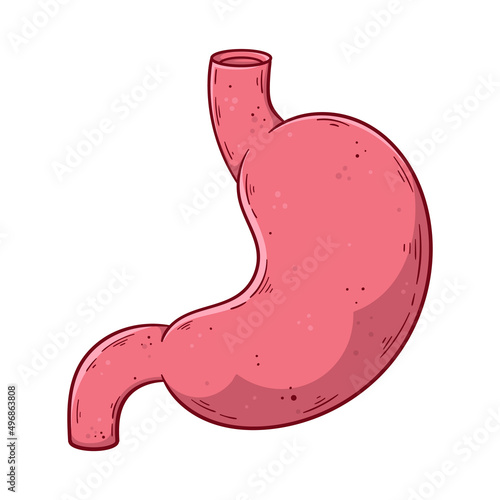 Human stomach hand drawn cartoon simple vector illustration.