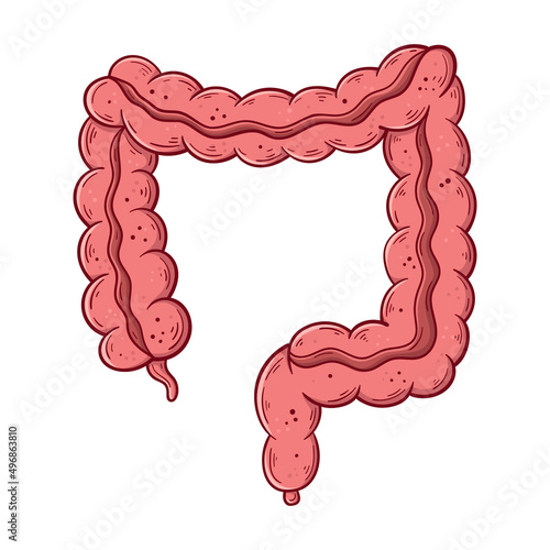Human large intestine hand drawn cartoon simple vector illustration.