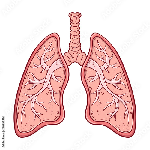 Human lungs with trachea and bronchi hand drawn cartoon simple vector illustration.