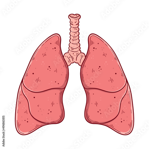 Human lungs and trachea hand drawn cartoon simple vector illustration.