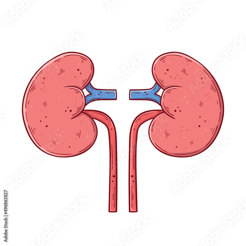 Human kidneys hand drawn cartoon simple vector illustration.