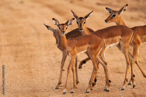 Portrait group of impala standing on gravel road. photo