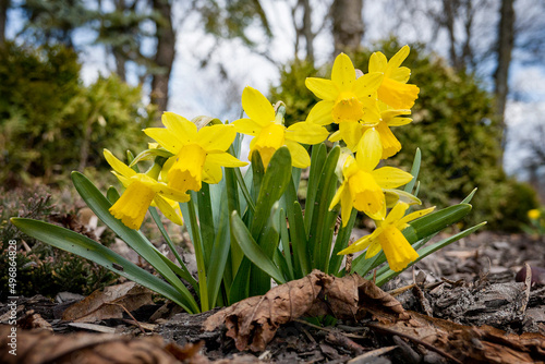 yellow bush of decorative daffodils on a spring sunny meadow