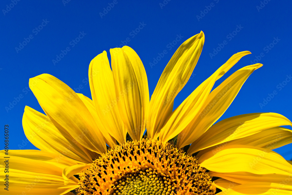 Naklejka premium Yellow bright sunflower on blue clear sky background