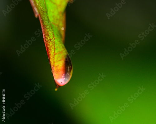 water  droplet on leaf