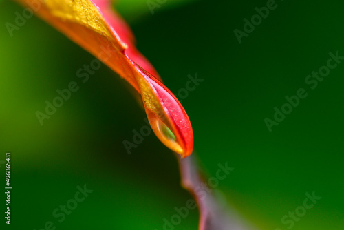 water  droplet on leaf