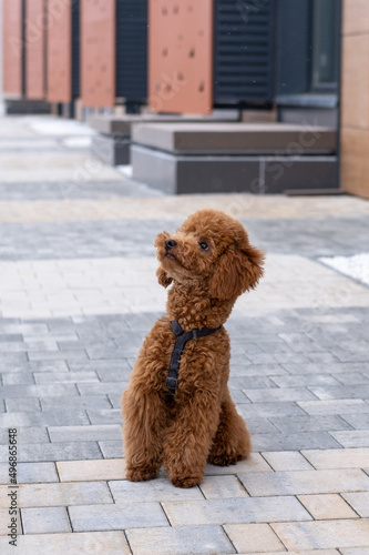 Beautiful little brown poodle dog in a harness. Miniature poodle pet puppy on a walk in the street.