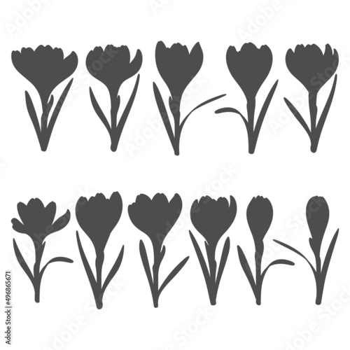 Set of black and white illustrations with crocus flowers, saffron. Isolated vector objects on a white background.